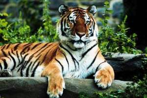 Royal-Bengal-Tiger